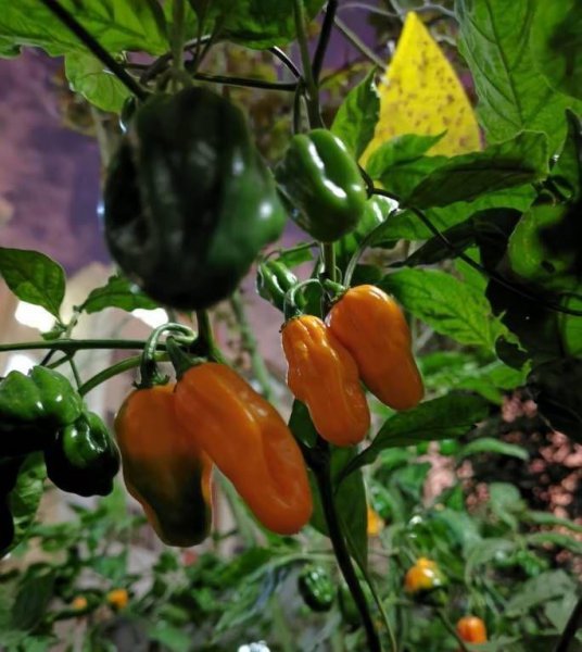 辣椒阳台盆栽种植方法