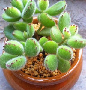 如何养多肉植物 多肉养肥的小妙招