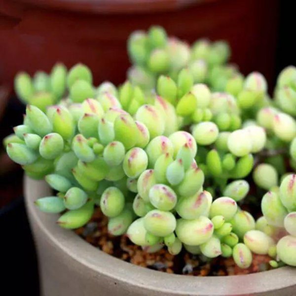 如何养多肉植物