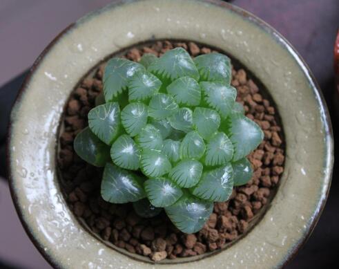 如何养多肉植物