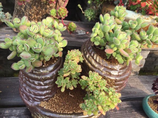 如何养多肉植物