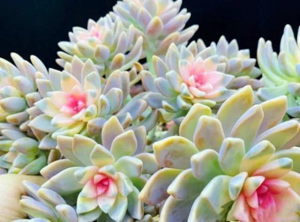 樱花锦多肉好养吗