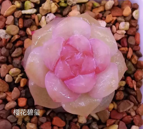 樱花锦多肉好养吗
