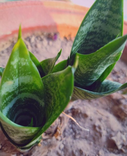 室内植物有哪些好养