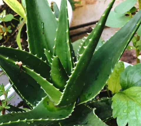 室内植物有哪些好养