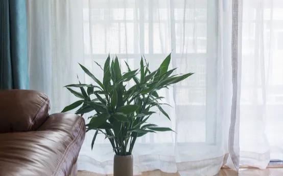 室内植物有哪些好养