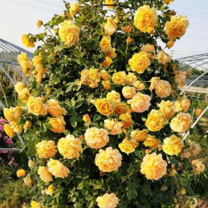 藤本花卉有哪些品种 六大爬藤植物排名