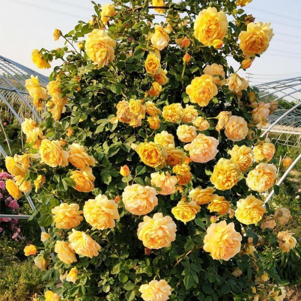 藤本花卉有哪些品种