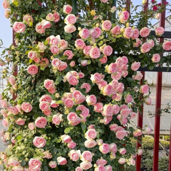 藤本花卉有哪些品种