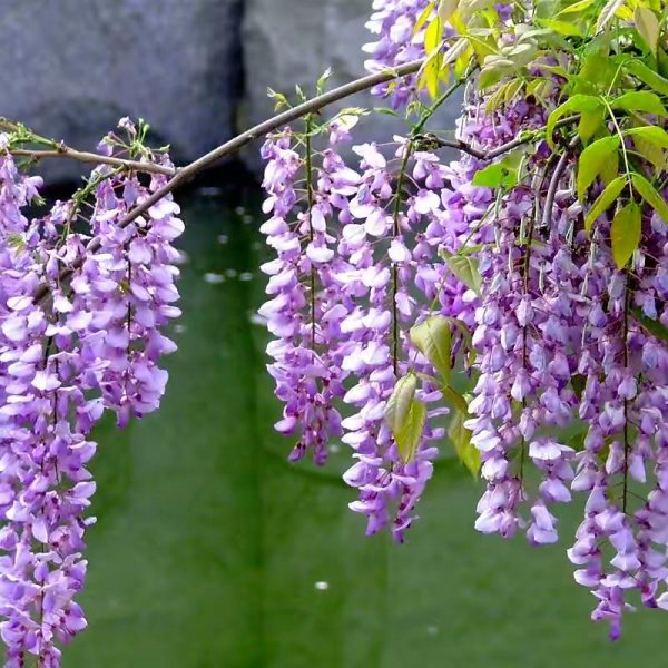 藤本花卉有哪些品种