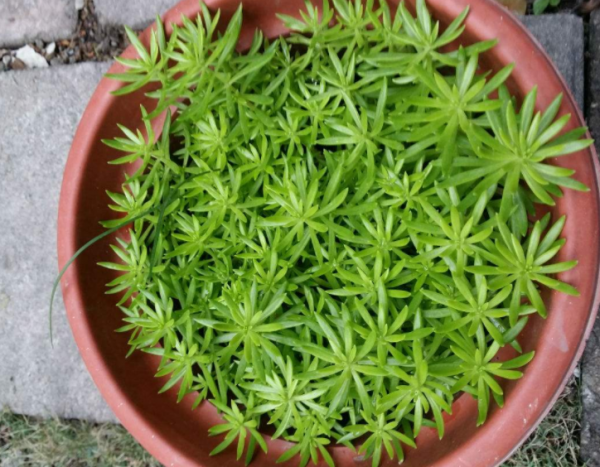 佛甲草怎么养好看