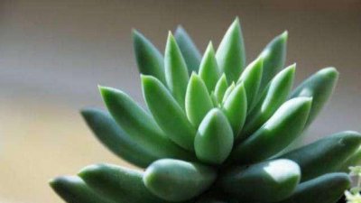 千佛手景天好养吗 分享养千佛手的诀窍