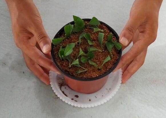 茉莉花如何扦插繁殖