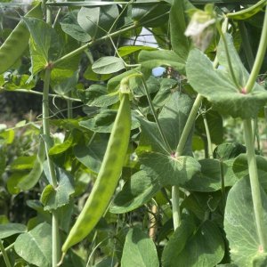 扁豆怎么种才能高产 扁豆种植方法和时间