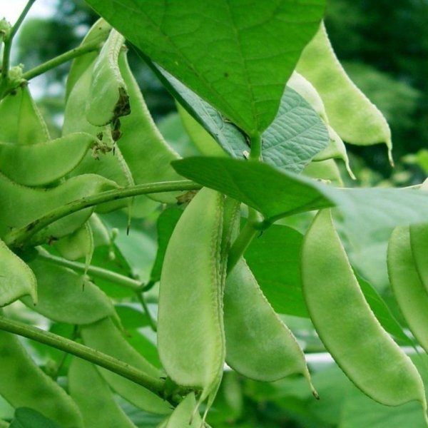 扁豆怎么种才能高产