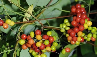 千金藤种植技术详解 了解千金藤的生长环境