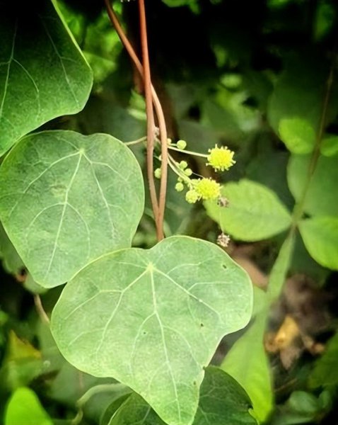 千金藤种植技术详解