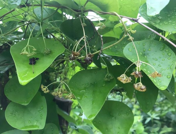 千金藤种植技术详解