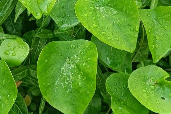 千金藤种植技术详解