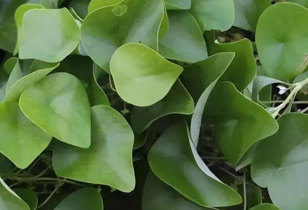 千金藤种植技术详解