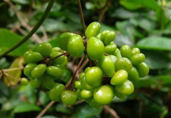 千金藤种植技术详解