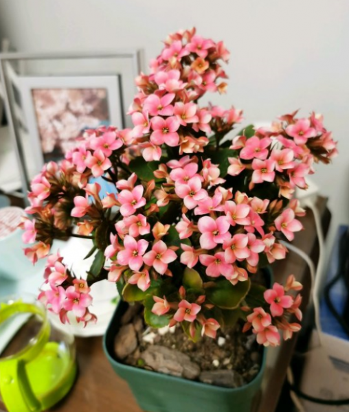 长寿花怎么浇水养得更好