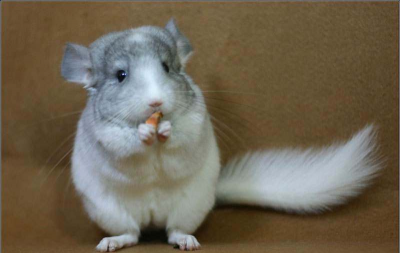 新手怎么养龙猫 新手养龙猫注意事项