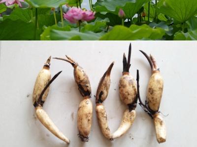 荷花啥时候种植最好