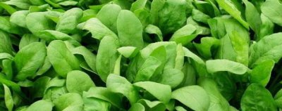 菠菜什么时候种合适 菠菜的播种方法与时间