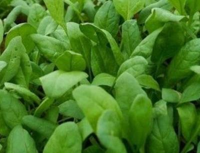 菠菜什么时候种合适