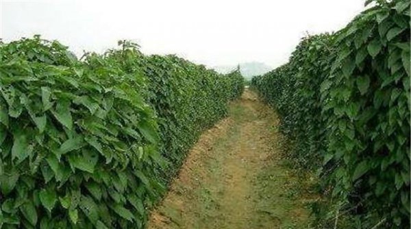 怎么正确种植山药