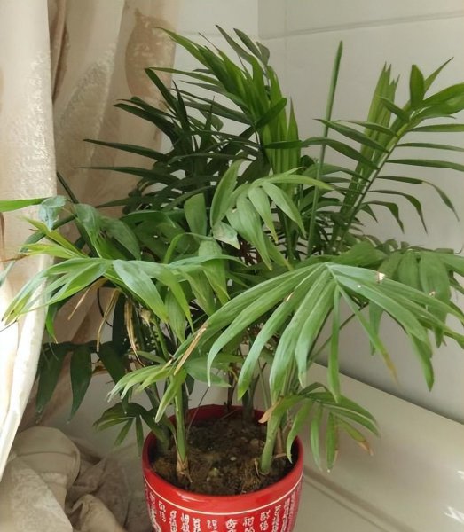 袖珍椰子如何爆盆