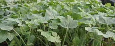 西瓜苗怎么种植最好 西瓜的种植方法与技术