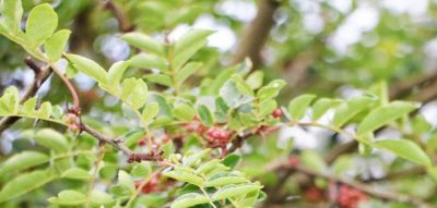 花椒树怎样修剪才能高产 花椒剪枝技术图解