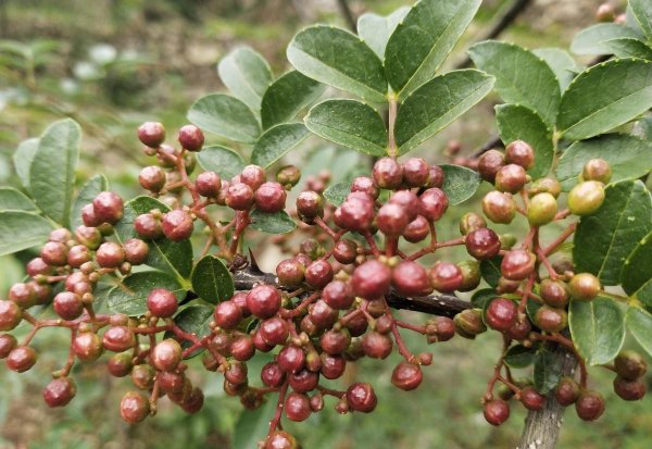 花椒树怎样修剪才能高产