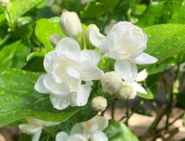 茉莉花怎么栽培成活率高