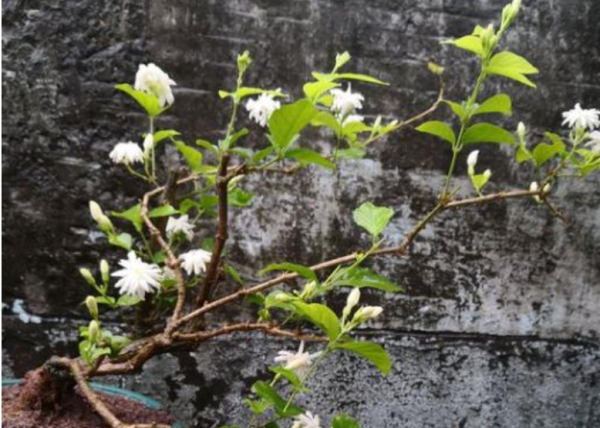 茉莉花怎么栽培成活率高
