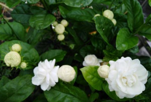 茉莉花怎么栽培成活率高