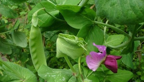 荷兰豆怎么种植容易发芽