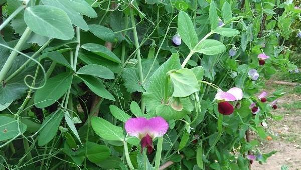 荷兰豆怎么种植容易发芽