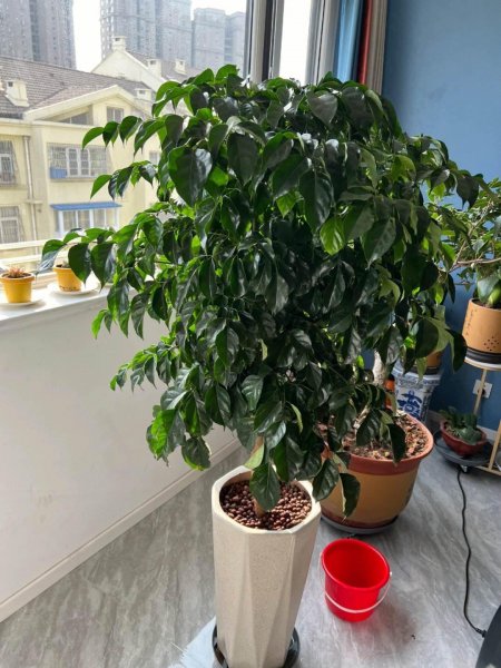 幸福树适合什么样的土壤