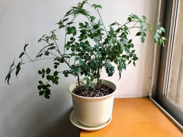 幸福树适合什么样的土壤