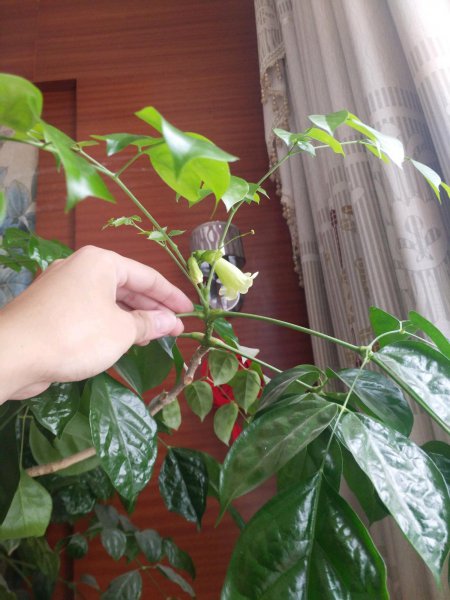 幸福树适合什么样的土壤