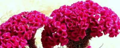 鸡冠花种子怎么种植 鸡冠花的栽培技术与管理