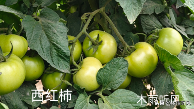 西红柿如何剪枝才能多结果 有关西红柿的修剪原则