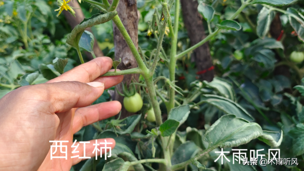 西红柿如何剪枝才能多结果