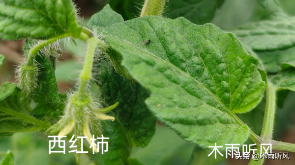 西红柿如何剪枝才能多结果