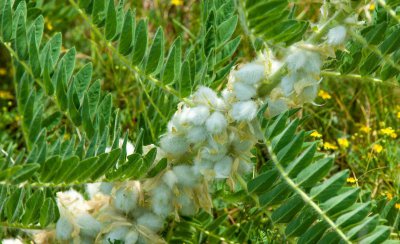 黄芪在北方能种植吗 黄芪种植和生长条件