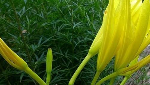 黄花菜怎么繁殖最快