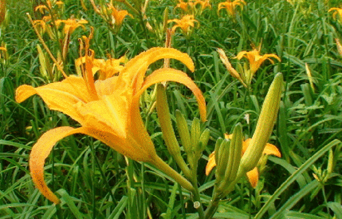 黄花菜怎么繁殖最快